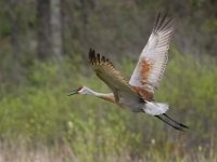 C0063cv2  Sandhill Crane (Antigone canadensis)