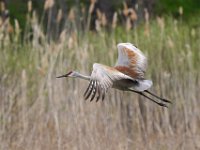 C0063cv3  Sandhill Crane (Antigone canadensis)