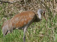 IMG 1877c  (Florida) Sandhill Crane (Antigone canadensis pratensis)