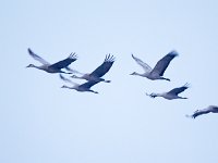 31F0172c  Sandhill Crane (Antigone canadensis)