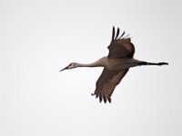 31F0219c  Sandhill Crane (Antigone canadensis)