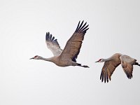 31F0235c  Sandhill Crane (Antigone canadensis)