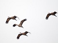 31F0250c  Sandhill Crane (Antigone canadensis)