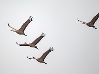 31F0251c  Sandhill Crane (Grus canadensis)