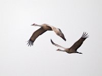 31F0254c  Sandhill Crane (Antigone canadensis)