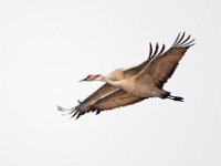 31F0258c  Sandhill Crane (Antigone canadensis)