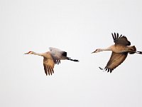 31F0261c  Sandhill Crane (Antigone canadensis)