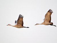 31F0262c  Sandhill Crane (Antigone canadensis)