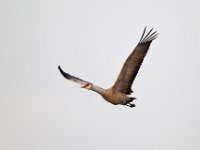 31F0263c  Sandhill Crane (Antigone canadensis)