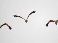 31F0280c  Sandhill Crane (Antigone canadensis)