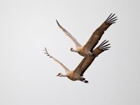 31F0282c  Sandhill Crane (Antigone canadensis)