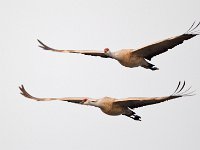 31F0283c  Sandhill Crane (Antigone canadensis)