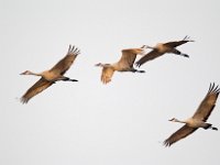 31F0284c  Sandhill Crane (Antigone canadensis)