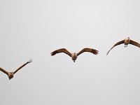 31F0286c  Sandhill Crane (Antigone canadensis)