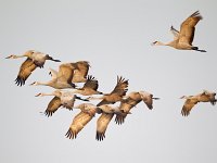 31F0312c  Sandhill Crane (Antigone canadensis)