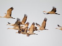 31F0313c  Sandhill Crane (Antigone canadensis)