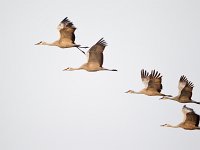 31F0315c  Sandhill Crane (Antigone canadensis)