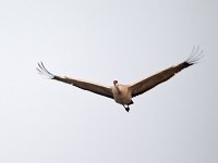 31F0321c  Sandhill Crane (Antigone canadensis)