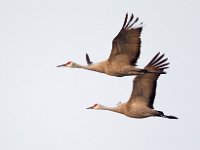 31F0331c  Sandhill Crane (Antigone canadensis)