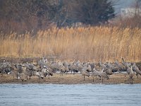 31F0336c  Sandhill Crane (Antigone canadensis)