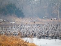 31F0342c  Sandhill Crane (Antigone canadensis)