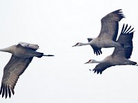 31F0352c  Sandhill Crane (Antigone canadensis)