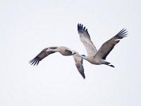 31F0356c  Sandhill Crane (Antigone canadensis)