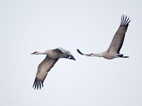 31F0357c  Sandhill Crane (Antigone canadensis)