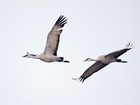 31F0358c  Sandhill Crane (Antigone canadensis)