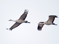 31F0359c  Sandhill Crane (Antigone canadensis)