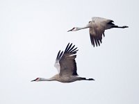 31F0363c  Sandhill Crane (Antigone canadensis)