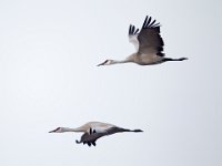 31F0364c  Sandhill Crane (Antigone canadensis)