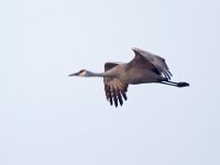 31F0373c  Sandhill Crane (Antigone canadensis)