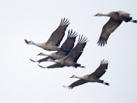 31F0380c  Sandhill Crane (Antigone canadensis)