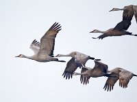 31F0386c  Sandhill Crane (Antigone canadensis)