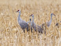 31F0531c  Sandhill Crane (Antigone canadensis)