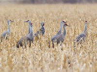 31F0532c  Sandhill Crane (Antigone canadensis)