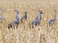 31F0533c  Sandhill Crane (Antigone canadensis)