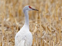 31F0535c  Sandhill Crane (Antigone canadensis) - leucistic plumage