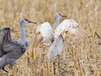 31F0536c  Sandhill Crane (Antigone canadensis) - leucistic and normal plumages