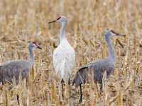 31F0539c  Sandhill Crane (Antigone canadensis) - leucistic and normal plumages