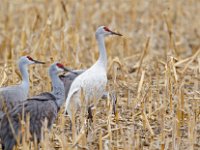 31F0541c  Sandhill Crane (Antigone canadensis) - leucistic and normal plumages