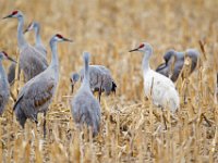 31F0546c  Sandhill Crane (Antigone canadensis) - leucistic and normal plumages