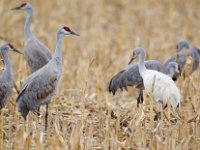 31F0547c  Sandhill Crane (Antigone canadensis) - leucistic and normal plumages