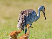 A1B0155c  Sandhill Crane (Antigone canadensis) - adult pair with two colts