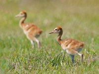 A1B0166c  Sandhill Crane (Antigone canadensis) - adult pair with two colts