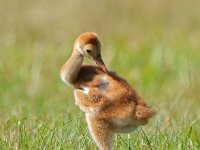 A1B0168c  Sandhill Crane (Antigone canadensis) - adult pair with two colts