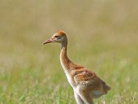 A1B0175c  Sandhill Crane (Antigone canadensis) - adult pair with two colts