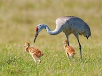 A1B0180c  Sandhill Crane (Antigone canadensis) - adult pair with two colts