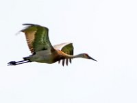 A1B0628-2c  Sandhill Crane (Antigone canadensis)